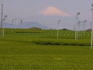 条件が整えば新緑の茶畑と富士山が同時に楽しめる（4月下旬に撮影）