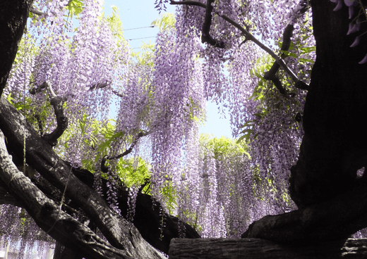 自然が豊かな風景の画像