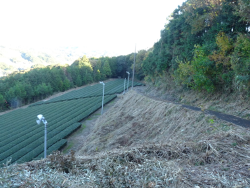 茶園の法面にある茶草場