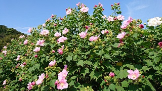 大鐘家の 酔芙蓉 牧之原市ホームページ