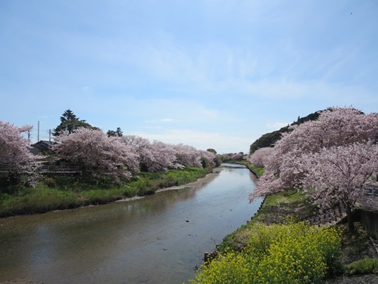 勝間田川の桜の画像