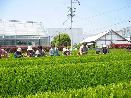 茶摘み風景の画像