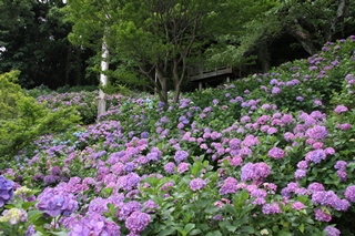 秋葉公園アジサイ 牧之原市ホームページ