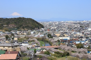 勝間田川サクラ並木の画像1