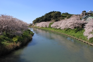 勝間田川サクラ並木の画像2