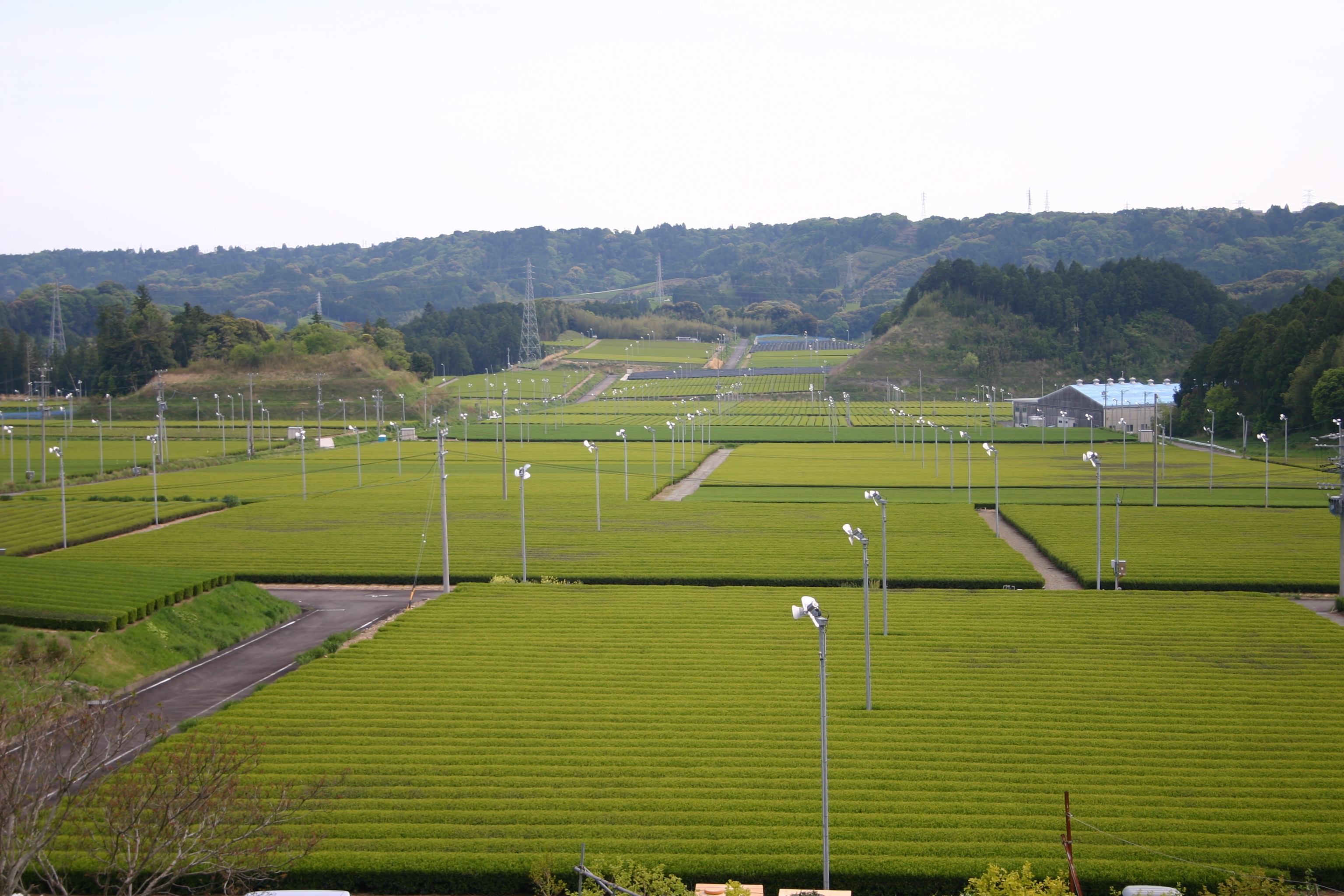 切山地区大茶園（切山）の画像