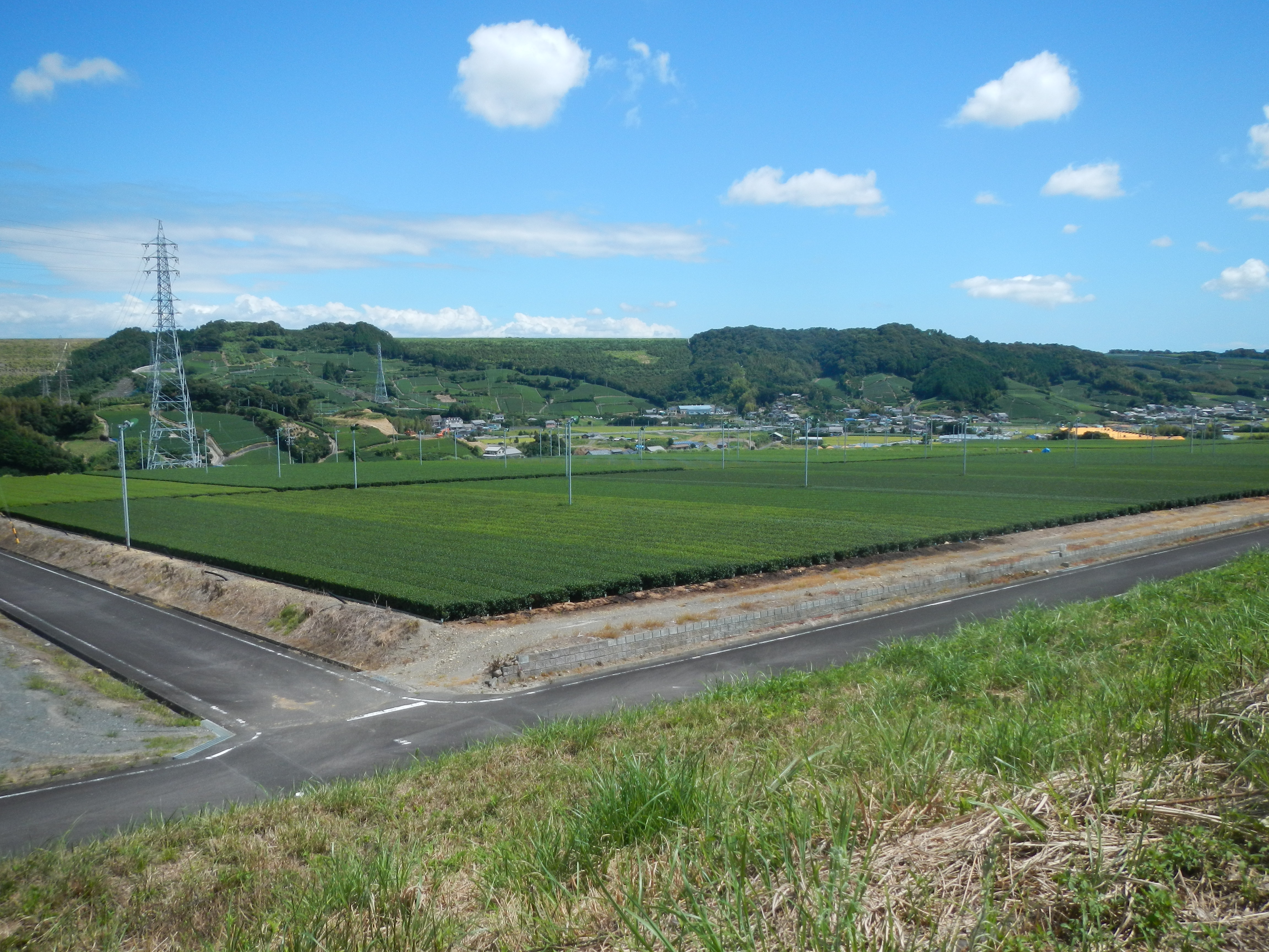 昆尾地区大茶園（坂口）の画像