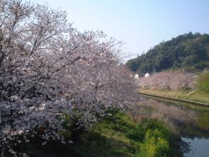 勝間田川の桜