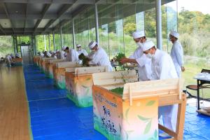 ホイロでの新茶手揉み風景