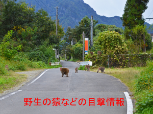 野生の猿