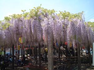 東光寺の長藤