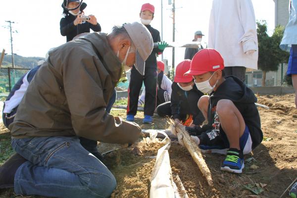 大きな自然薯を持つ小学生