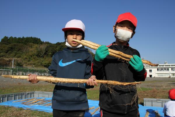 掘った自然薯を持って笑顔の小学生