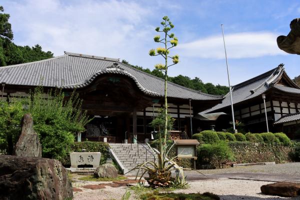 石雲院に咲くリュウゼツラン