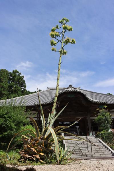 空に向かってまっすぐ伸びるリュウゼツラン