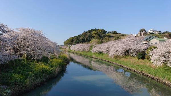 勝間田川の桜