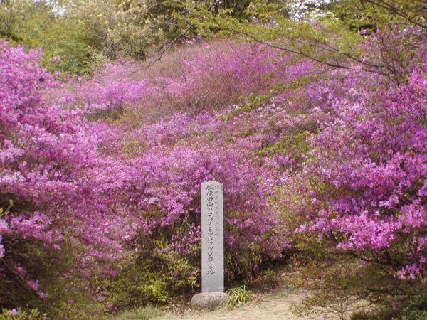 勝間田公園のミヤマツツジ