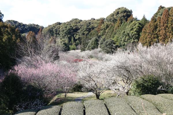 相良梅園