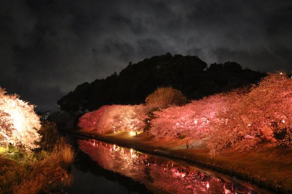 勝間田川堤　さくら　ライトアップ