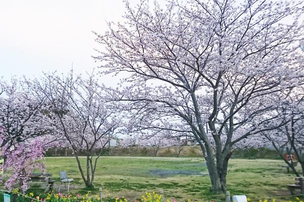 桜の写真