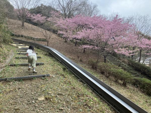 すべり台と桜の木