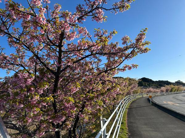 サグチヤガワカワヅザクラ2