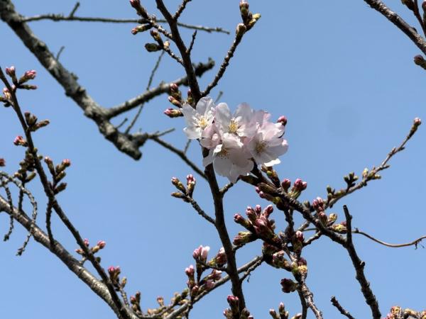 sakura