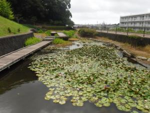 かりんぽの里　景色④