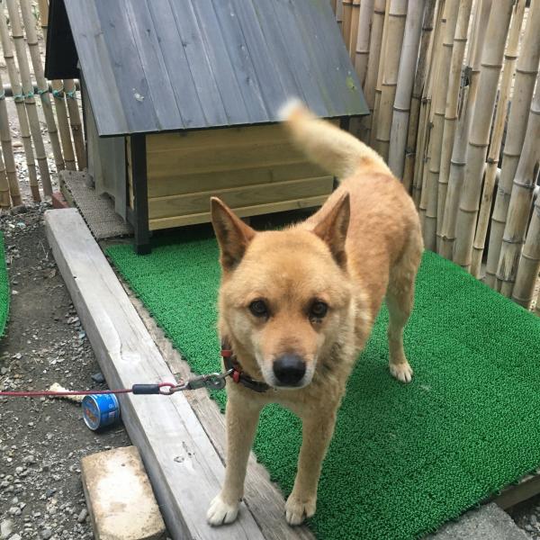 いぬのしゃしん