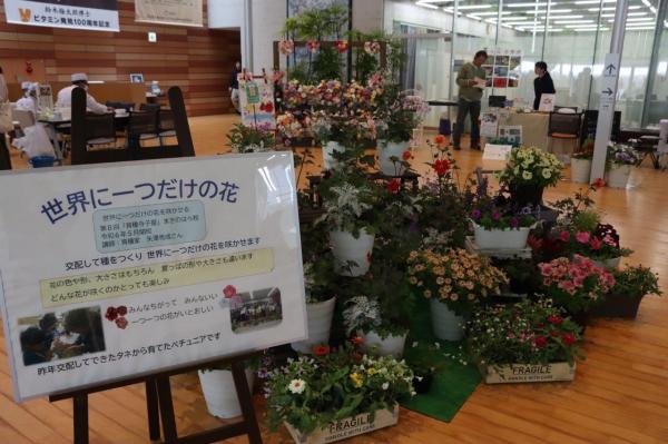 世界にひとつだけの花