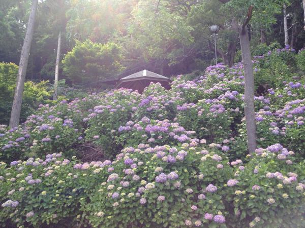 秋葉公園