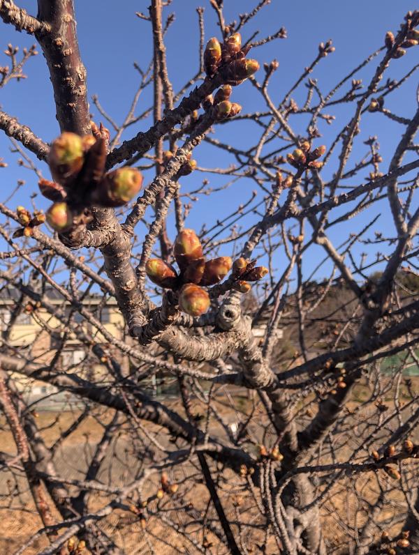 サクチヤガワ サクラ1