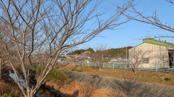 サクチヤガワ サクラ2