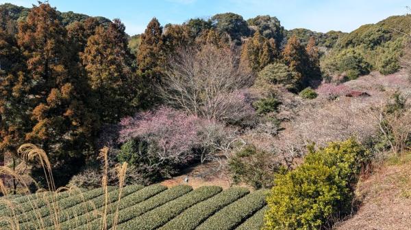 サガラバイエン1