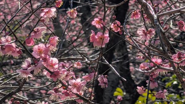 サガラバイエン2