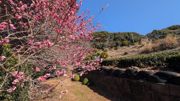 サガラバイエン5