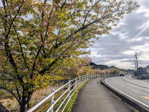 サクチヤガワサクラ１