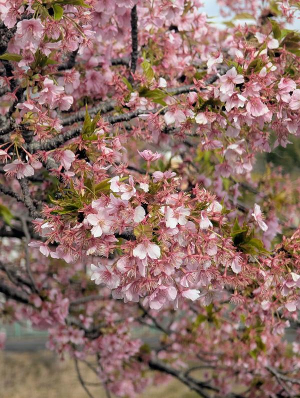 サクチヤガワサクラ２