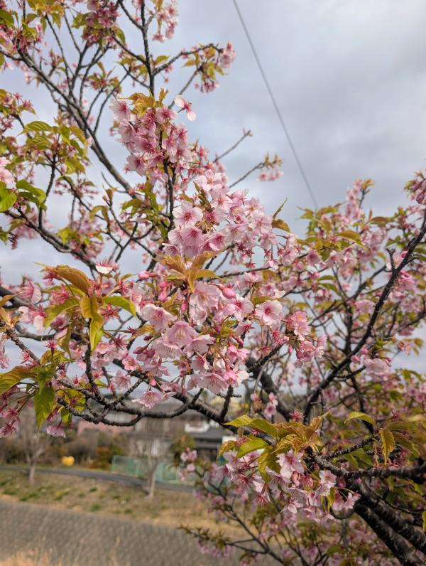 サクチヤガワサクラ３