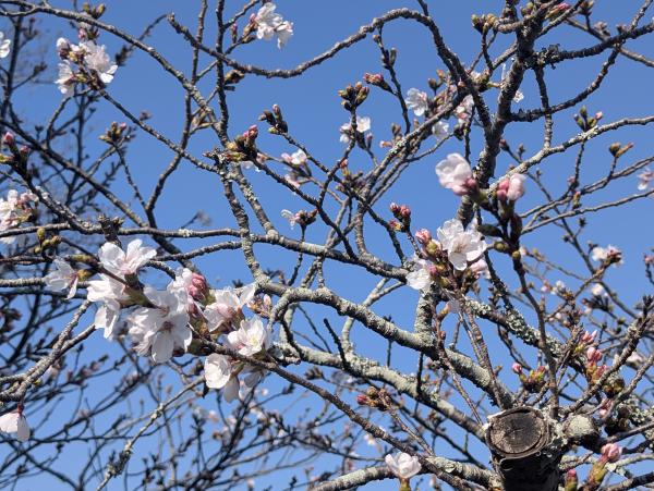 カツマタガワ　サクラ2