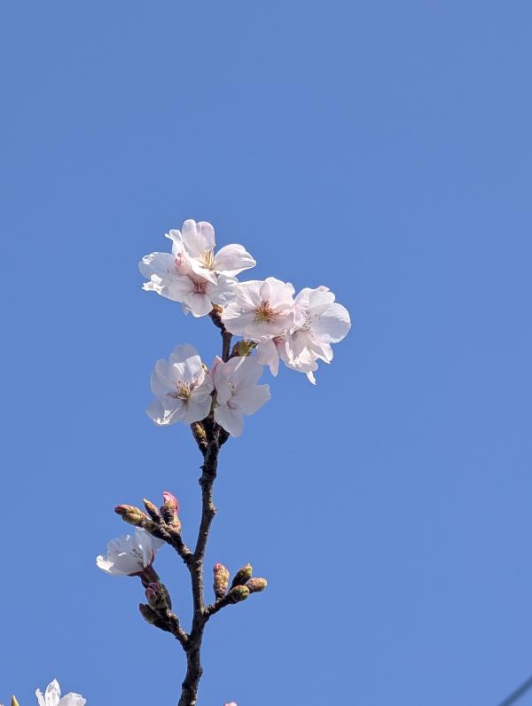 カツマタガワ　サクラ3