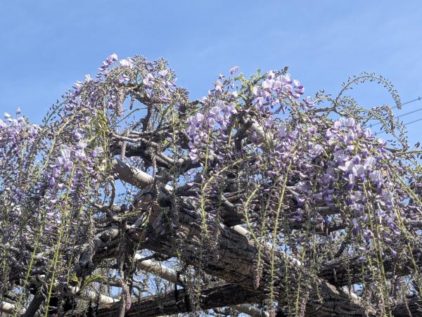 トウコウジ ナガフジ1