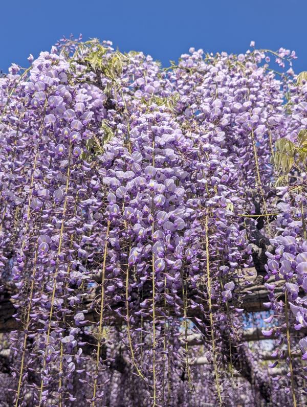 トウコウジ　ナガフジ3