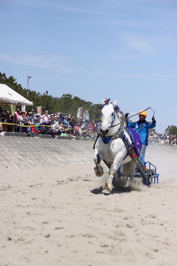 さがら草競馬10