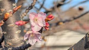 カツマタガワ　サクラ1