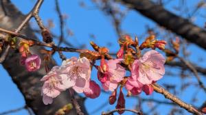 カツマタガワ　サクラ1