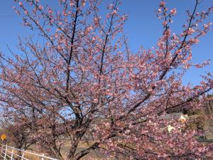 サクチヤガワサクラ1