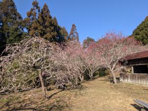 サガラバイエン1