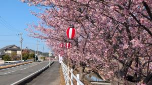 サクチヤガワ　サクラ１