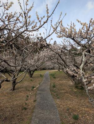 サガラバイエン１